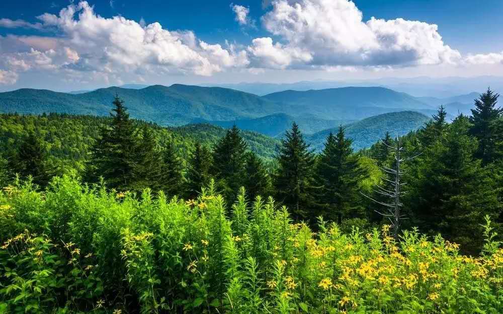 1492672270486445.jpg image001.jpg